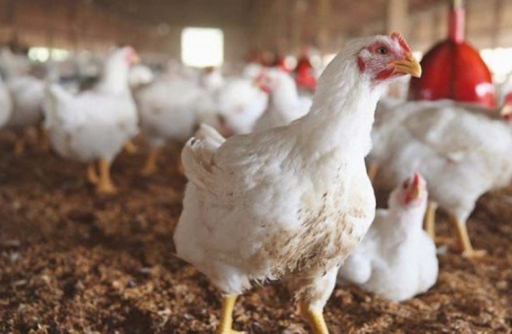 بيان من “جمعية المستهلك” حول طاعون الدجاج وارشادات للوقاية