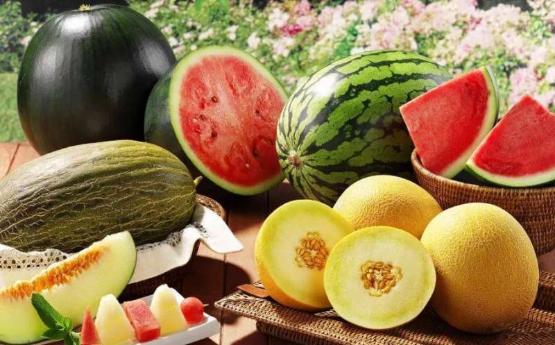 البطيخ الأحمر أم الأصفر.. أيهما الخيار الأفضل في الصيف؟